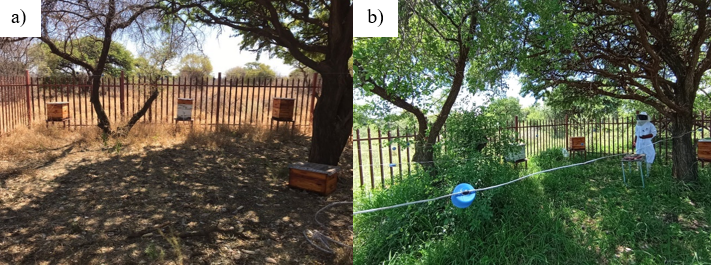 Experimental hive placement and Mounting of the four galvanized steel wires.PNG